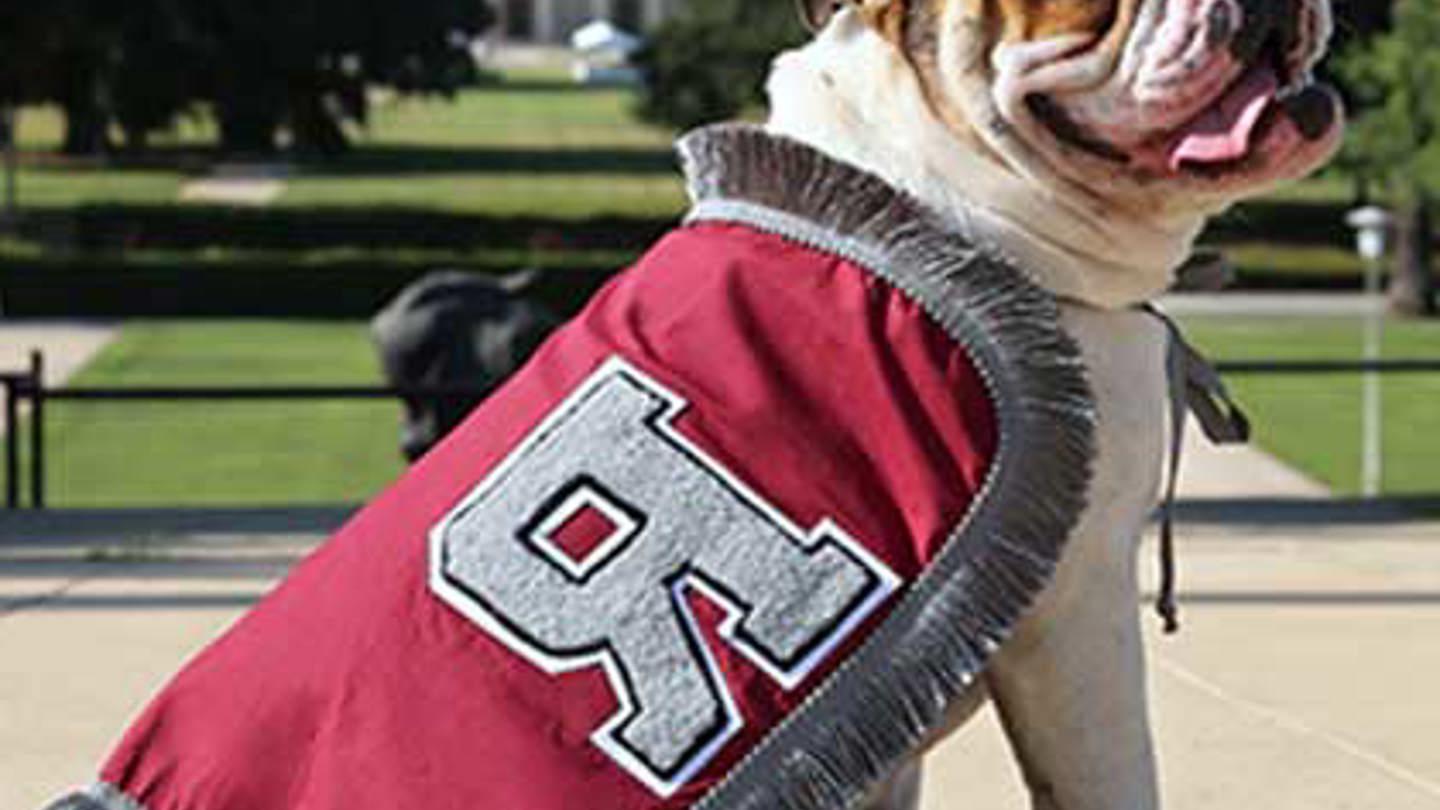 Addie - Bulldog posing seated with a University of Redlands maroon cape